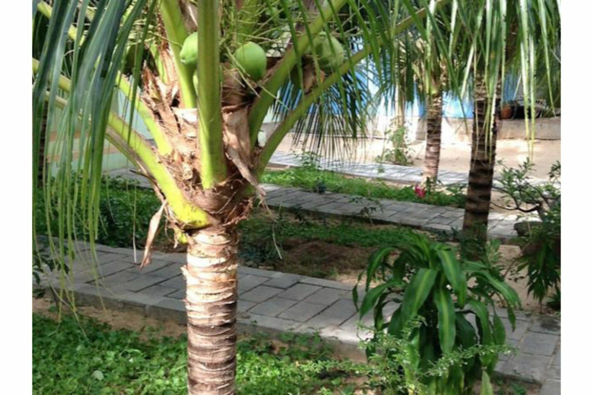 Cocosand Hotel Phan Thiet Eksteriør bilde